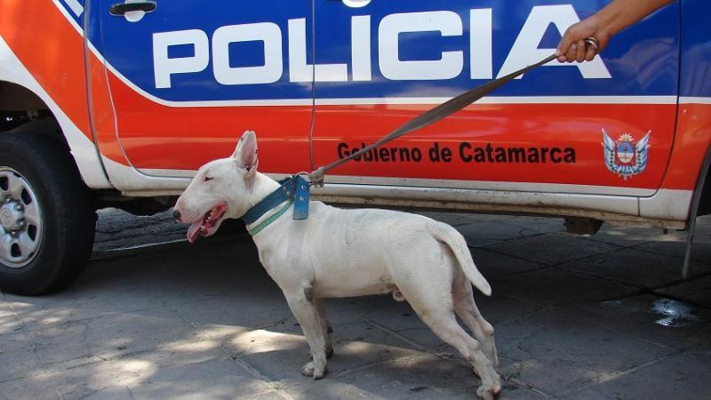 Se busca dueño de un can extraviado