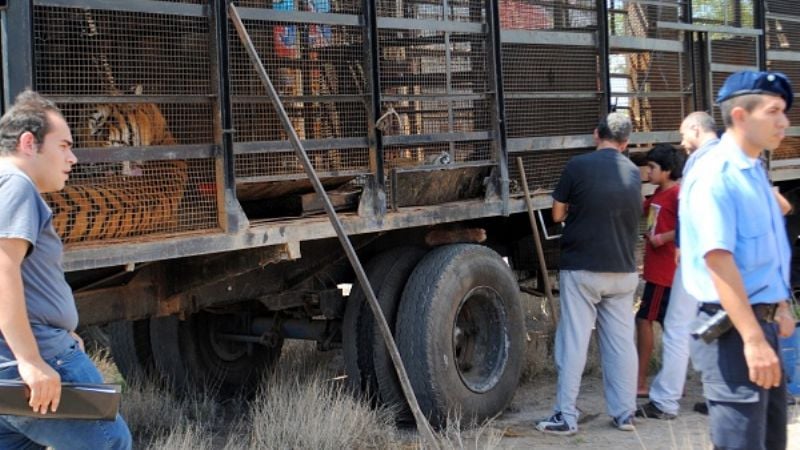 Secuestran a los animales y clausuran circo en V. Viejo