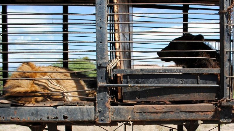 Secuestran a los animales y clausuran circo en V. Viejo