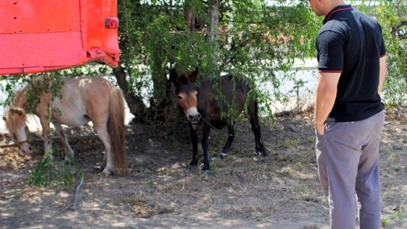 Secuestran a los animales y clausuran circo en V. Viejo