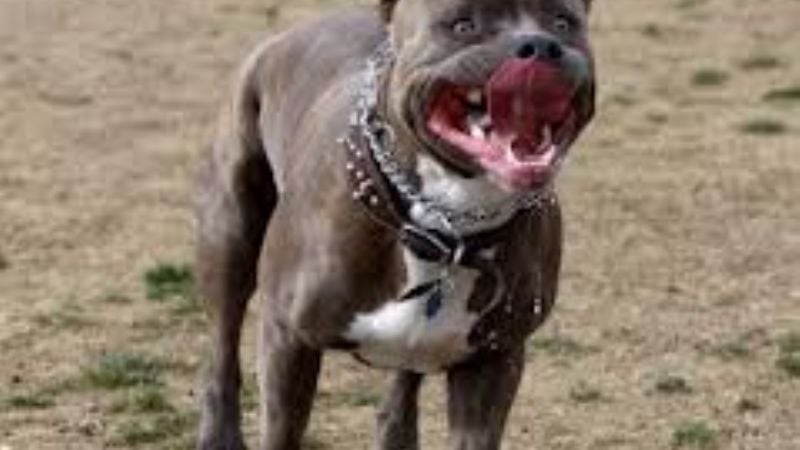 Abuelo de 82 años fue mordido por un perro