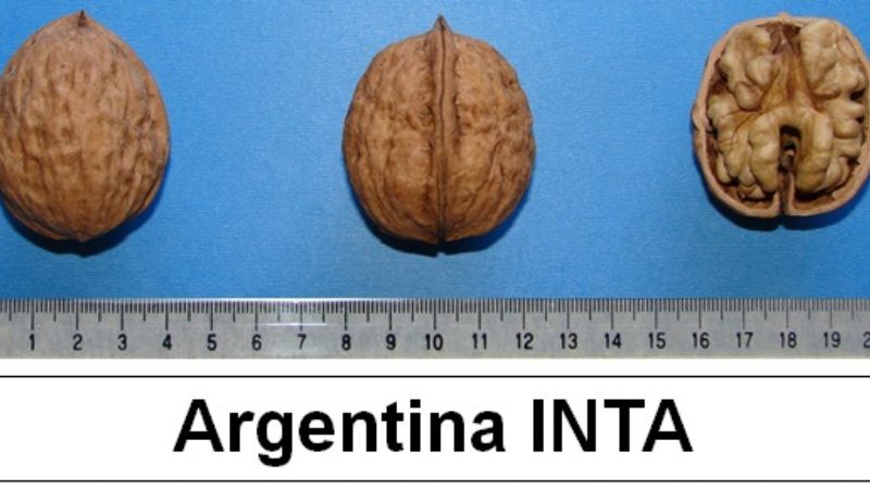 El INTA Catamarca inscribió nuevas variedades de nogal en el INASE