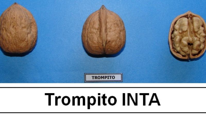 El INTA Catamarca inscribió nuevas variedades de nogal en el INASE