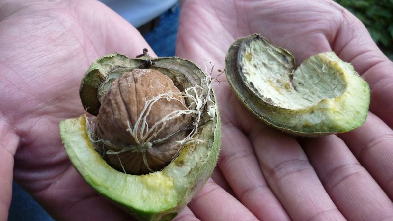 Nueva Resolución del SENASA sobre calidad de frutas secas