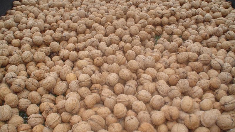 Nueva Resolución del SENASA sobre calidad de frutas secas