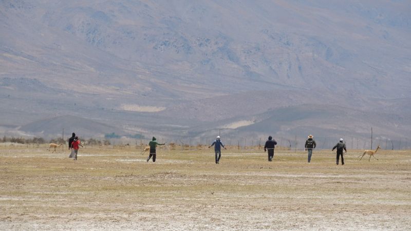 Exitosas esquilas de vicuñas en la Puna catamarqueña