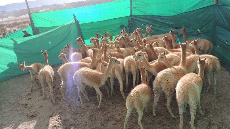 Exitosas esquilas de vicuñas en la Puna catamarqueña