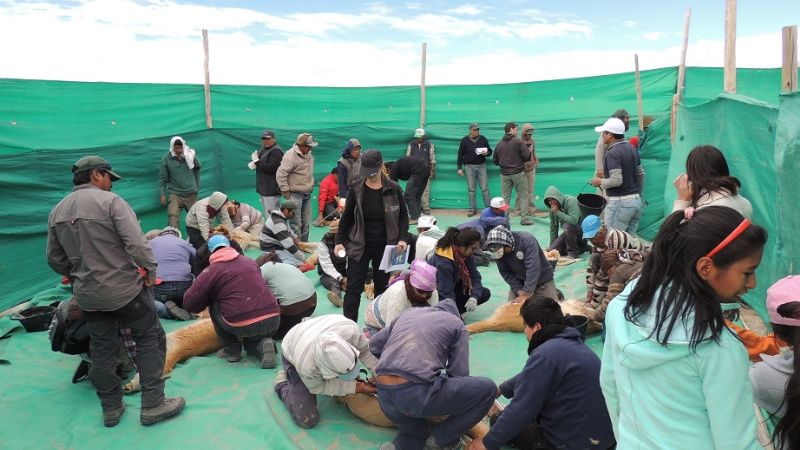 Exitosas esquilas de vicuñas en la Puna catamarqueña