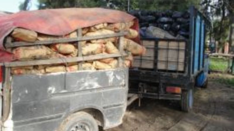 Secuestran carbón y aves silvestres  