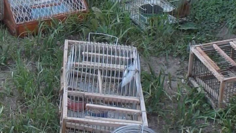 Secuestran carbón y aves silvestres  