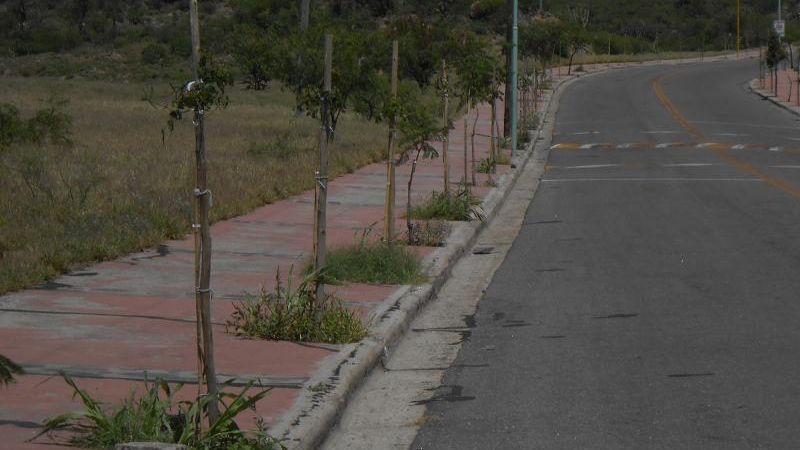 Forestación en el dique El Jumeal