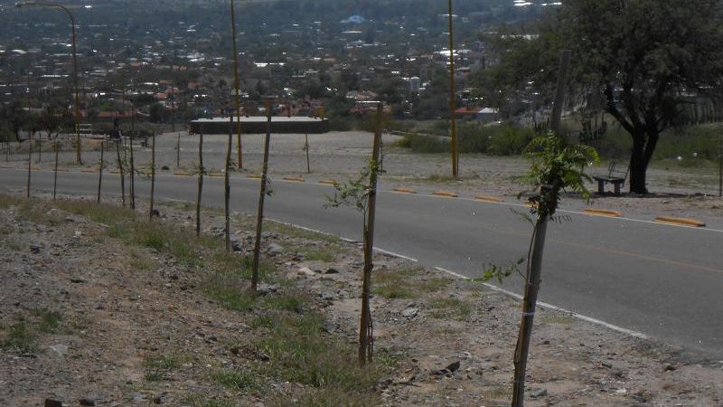 Forestación en el dique El Jumeal