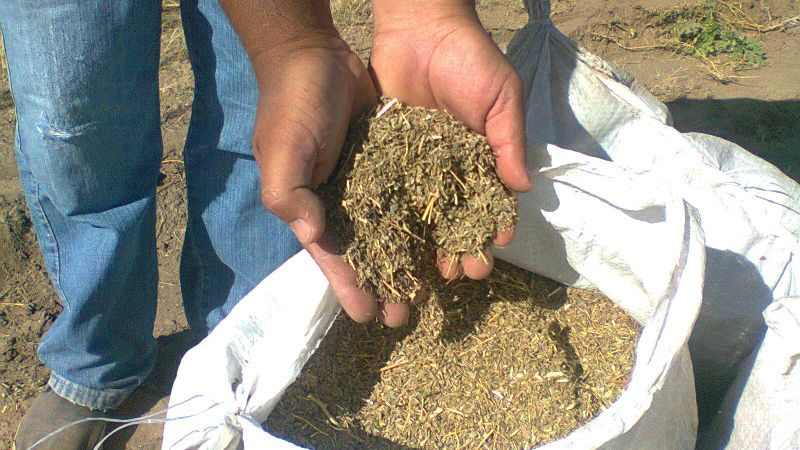 Avanza la cosecha del comino