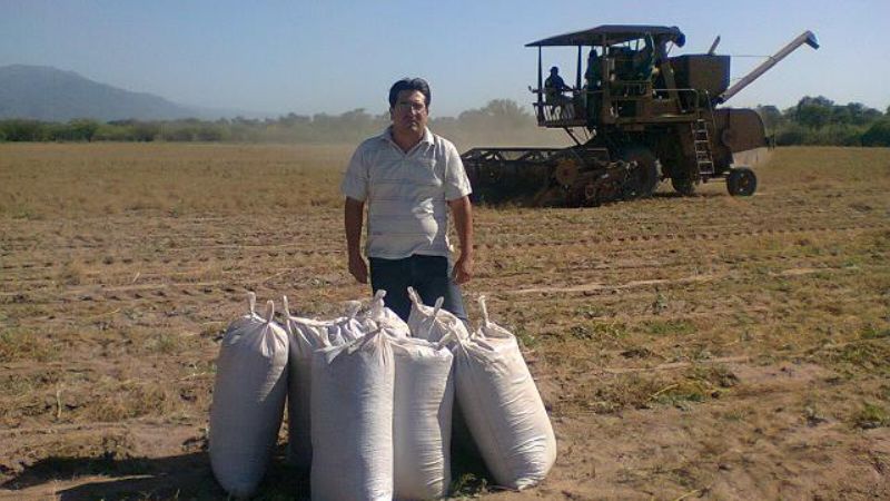 Avanza la cosecha del comino