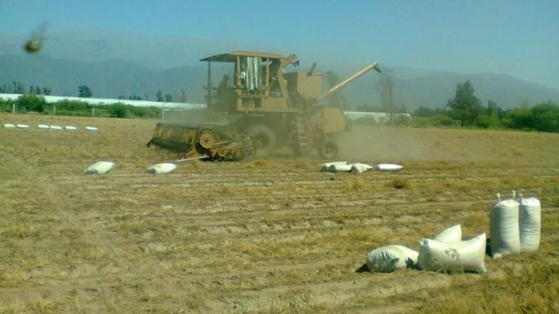 Avanza la cosecha del comino