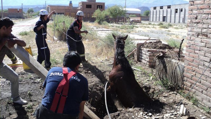 Los bomberos sacaron un caballo que cayó a un pozo de agua