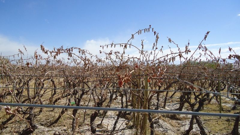Control del bicho de cesto en Tinogasta