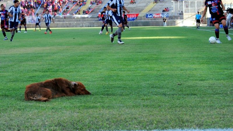Hasta el perro se durmió con San Lorenzo