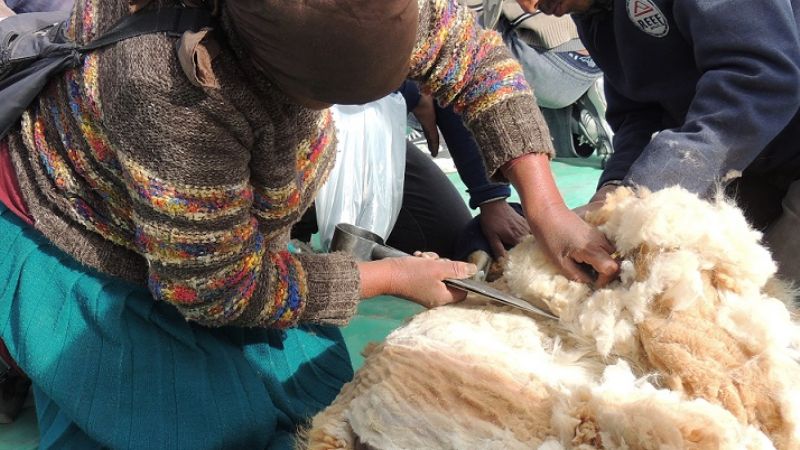 Exitoso “Chaku" comunitario 2013” en Laguna Blanca