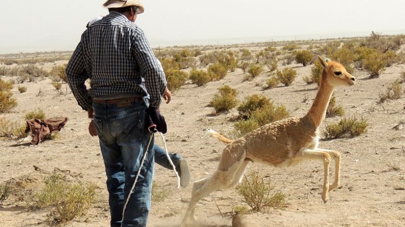 Exitoso “Chaku" comunitario 2013” en Laguna Blanca