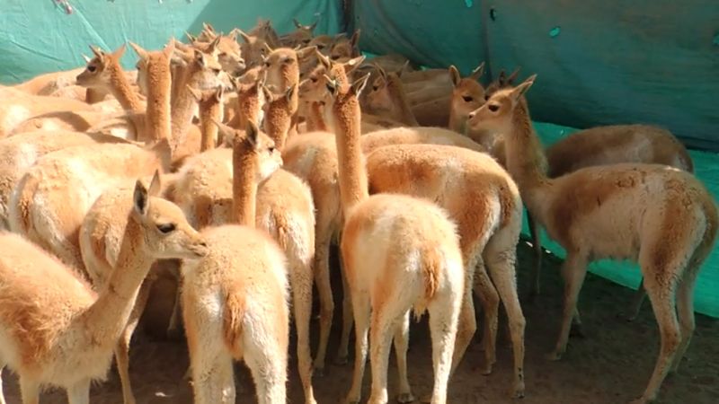 Exitoso “Chaku" comunitario 2013” en Laguna Blanca