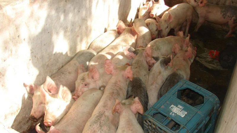 Los agarraron tras robar cerdos en Miraflores