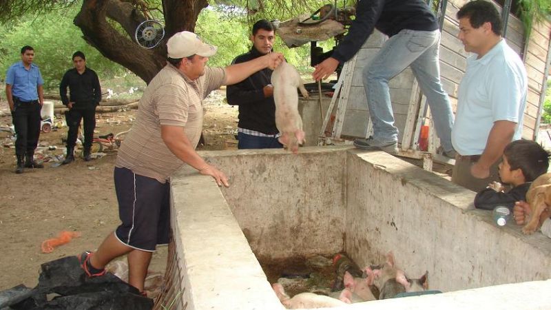 Los agarraron tras robar cerdos en Miraflores