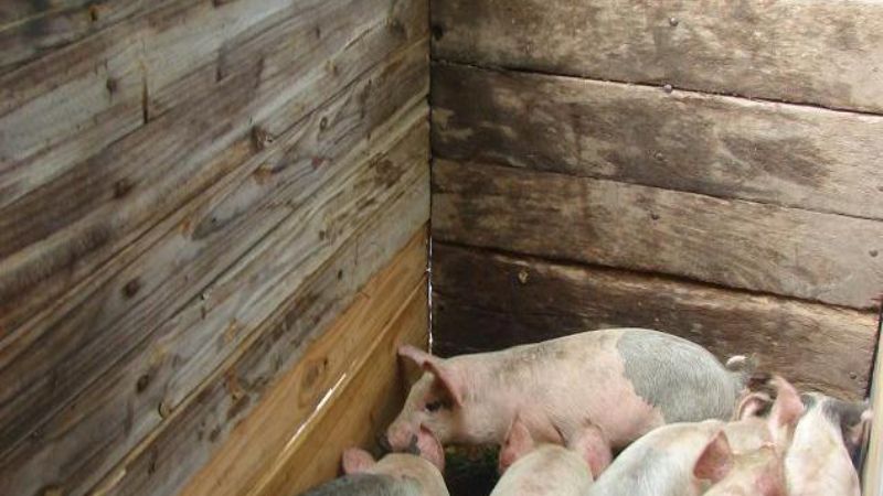 Los agarraron tras robar cerdos en Miraflores