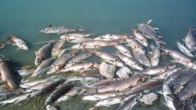 Mortandad de peces en Las Pirquitas
