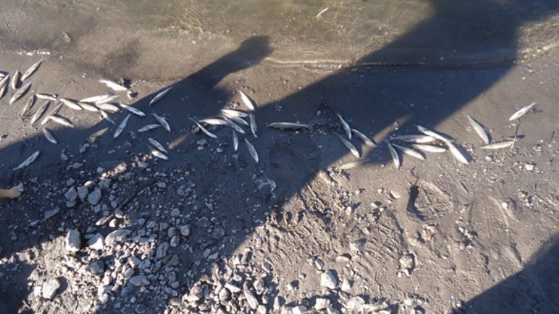 Disponen la veda preventiva en el Dique Las Pirquitas