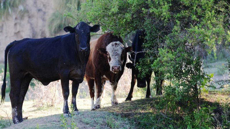 “El 90 por ciento de los toros se adaptó en perfectas condiciones”