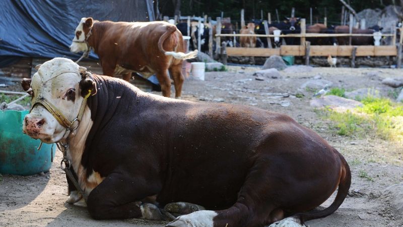 “El 90 por ciento de los toros se adaptó en perfectas condiciones”
