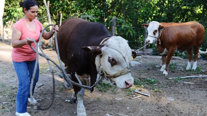 “El 90 por ciento de los toros se adaptó en perfectas condiciones”