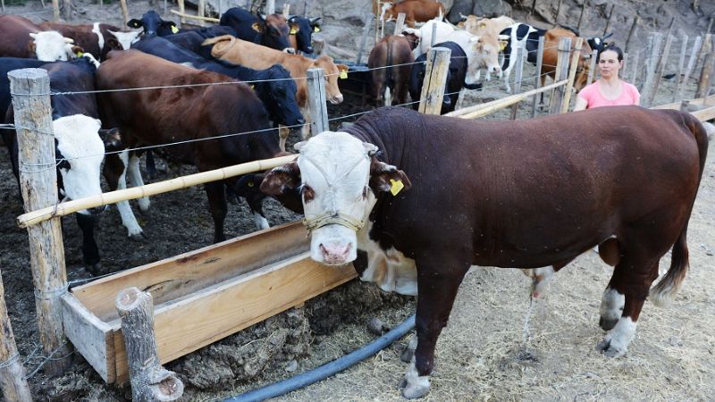 “El 90 por ciento de los toros se adaptó en perfectas condiciones”