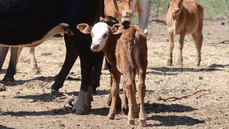 Los productores respaldaron el Programa Ganadero Provincial