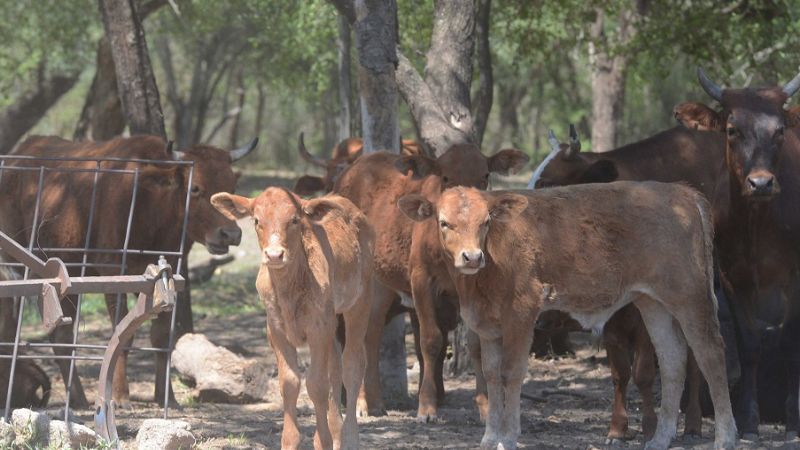 Los productores respaldaron el Programa Ganadero Provincial