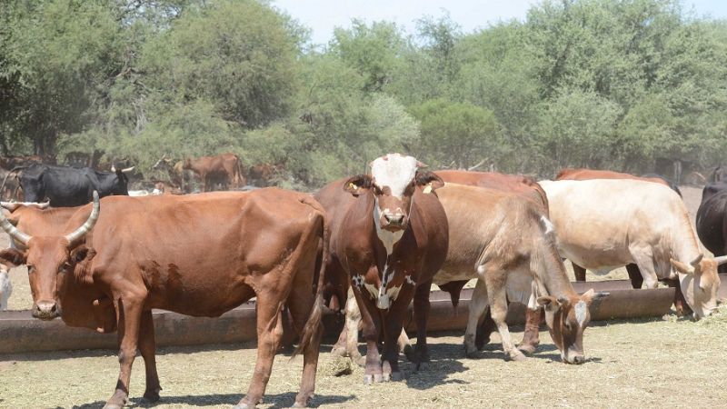 Primer Seminario Ganadero Regional en Catamarca