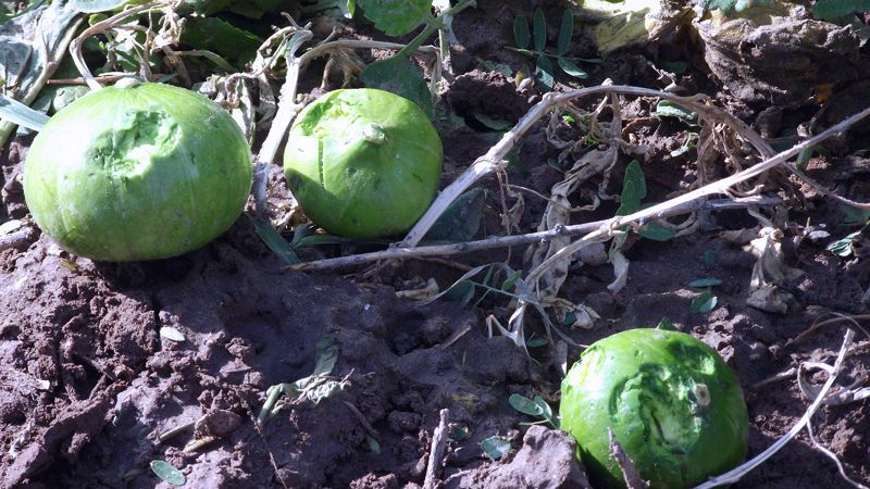 Productores afectados por la caída de granizo