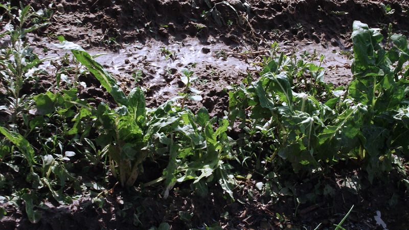 Productores afectados por la caída de granizo