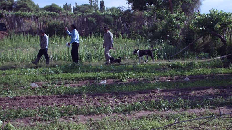 Productores afectados por la caída de granizo