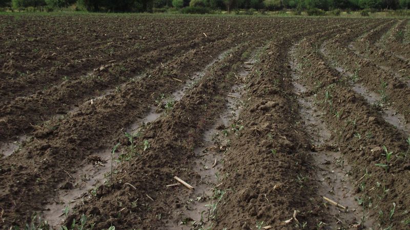 Productores afectados por la caída de granizo