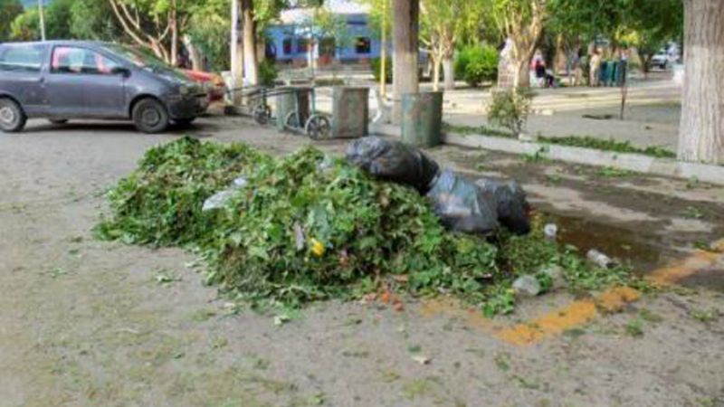El granizo dejó varias ramas caídas