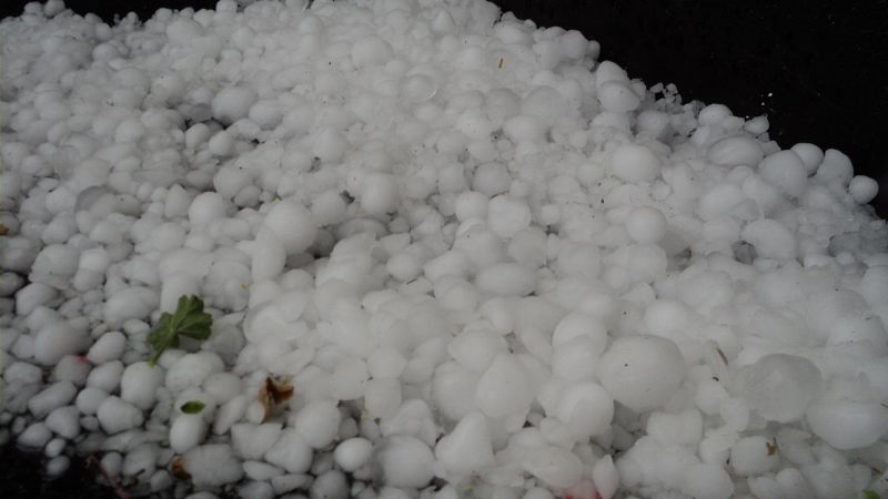 Agronomía de zona evalúa los daños realizados por el granizo 