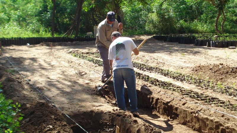 Ambiente no entregará plantas nativas hasta febrero de 2014