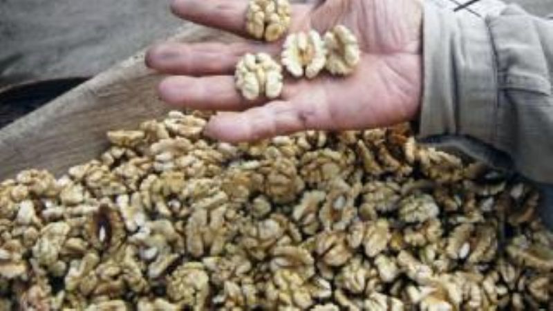 Recomiendan a nogaleros dar la voz de alarma