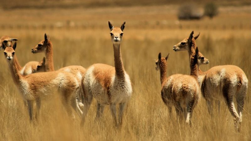 Noviembre será tiempo de Chaku en Catamarca