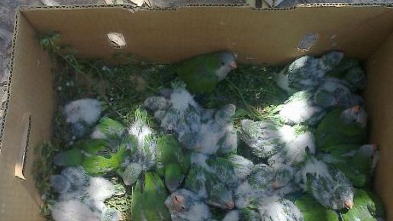 Llevaban 62 catitas sin la documentación legal