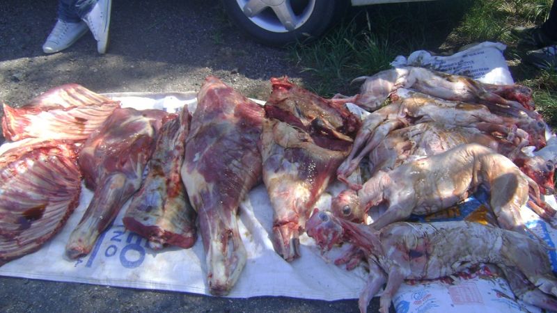 Secuestran 70 kilos de carne vacuna y 5 cabritos 