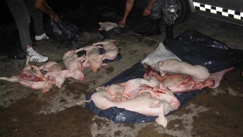 Secuestran animales faenados 