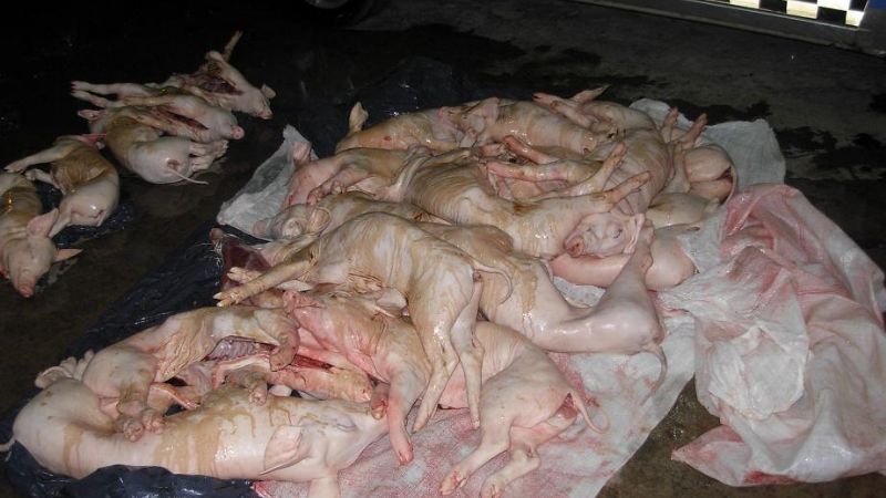 Secuestran animales faenados 